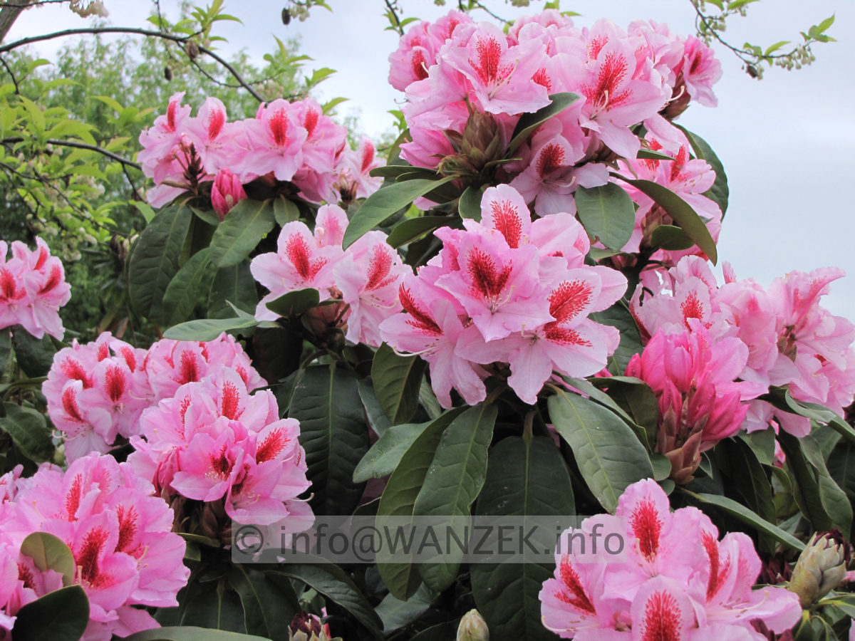 Rhododendron Furnivall's Daughter 01.JPG